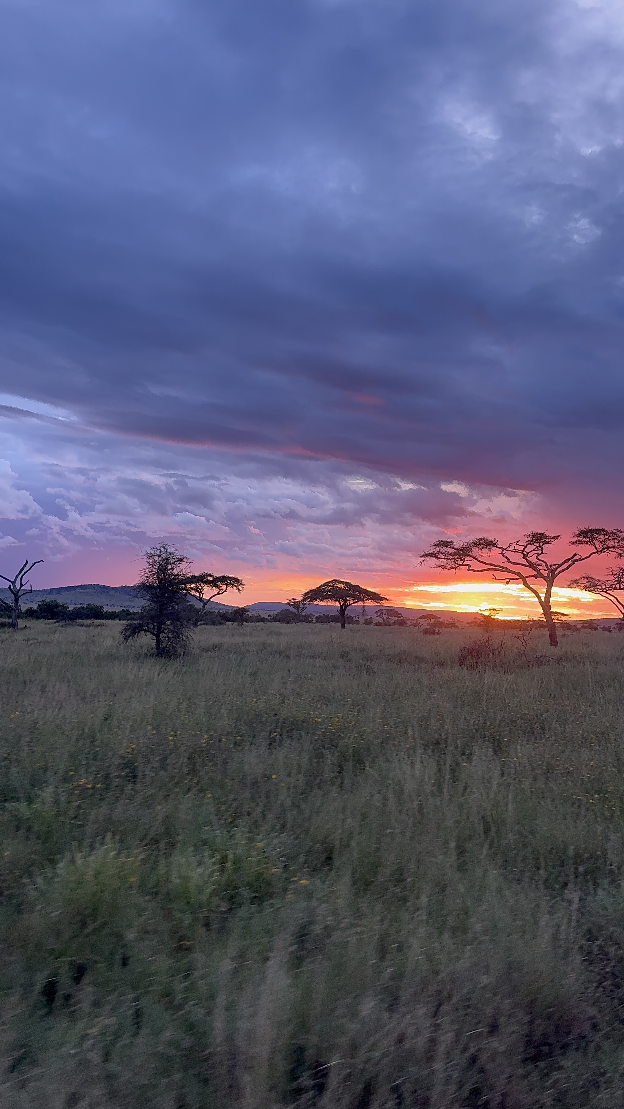 Tarangire