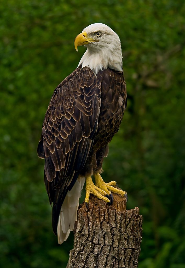Eagle