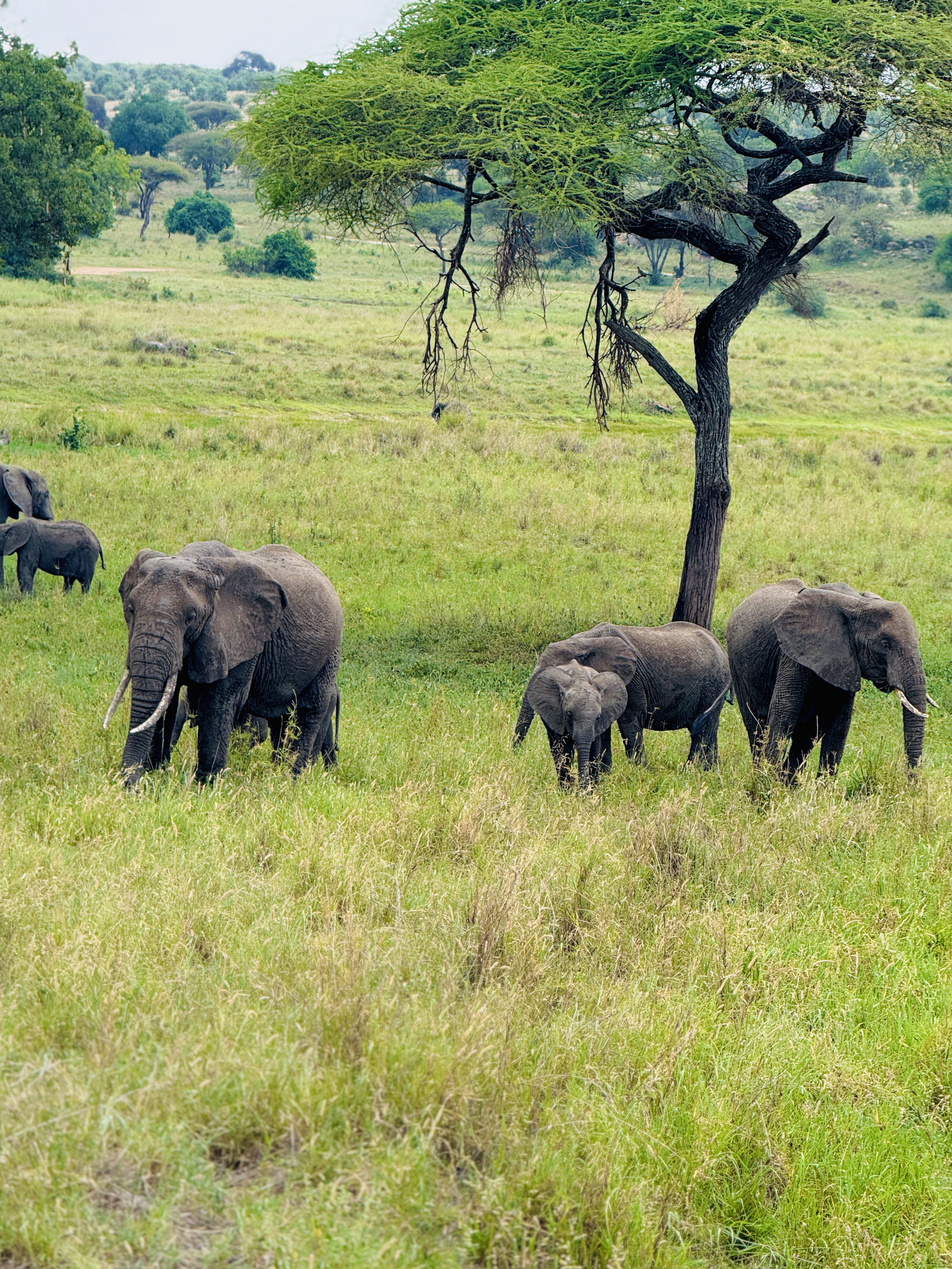 Selous