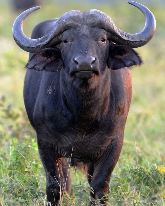 Anti-poaching