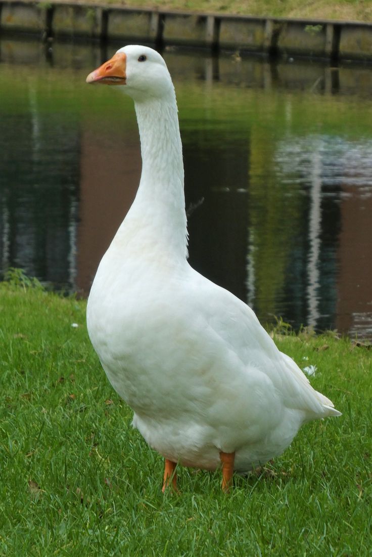 Egyptian Goose