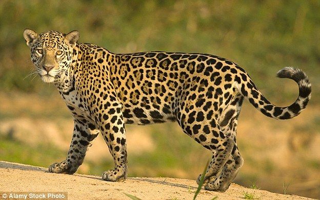 Leopard
