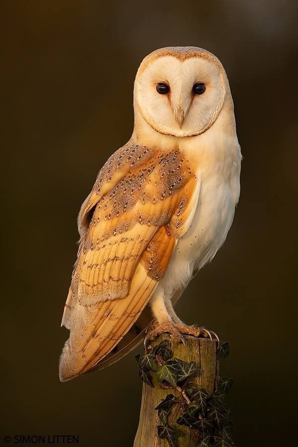 Verreaux's Eagle-owl