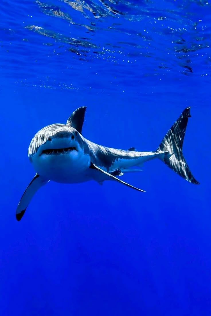 Shark