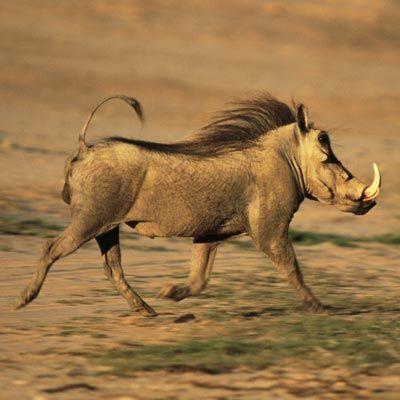 Warthog